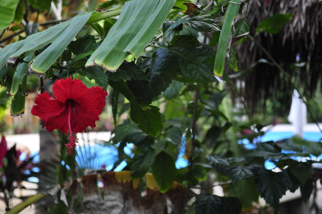 Green Tulum Cabanas & Gardens מראה חיצוני תמונה