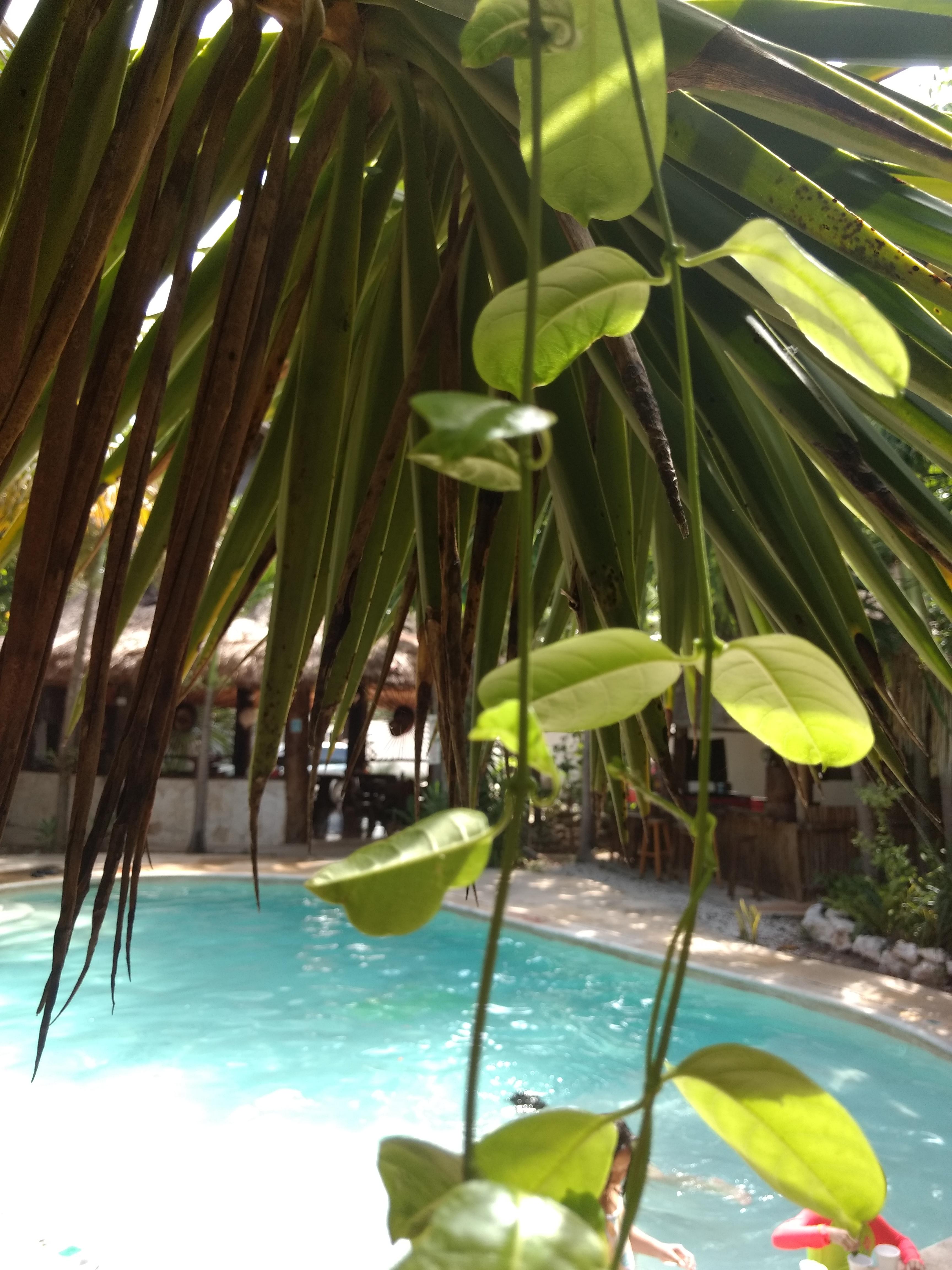 Green Tulum Cabanas & Gardens מראה חיצוני תמונה