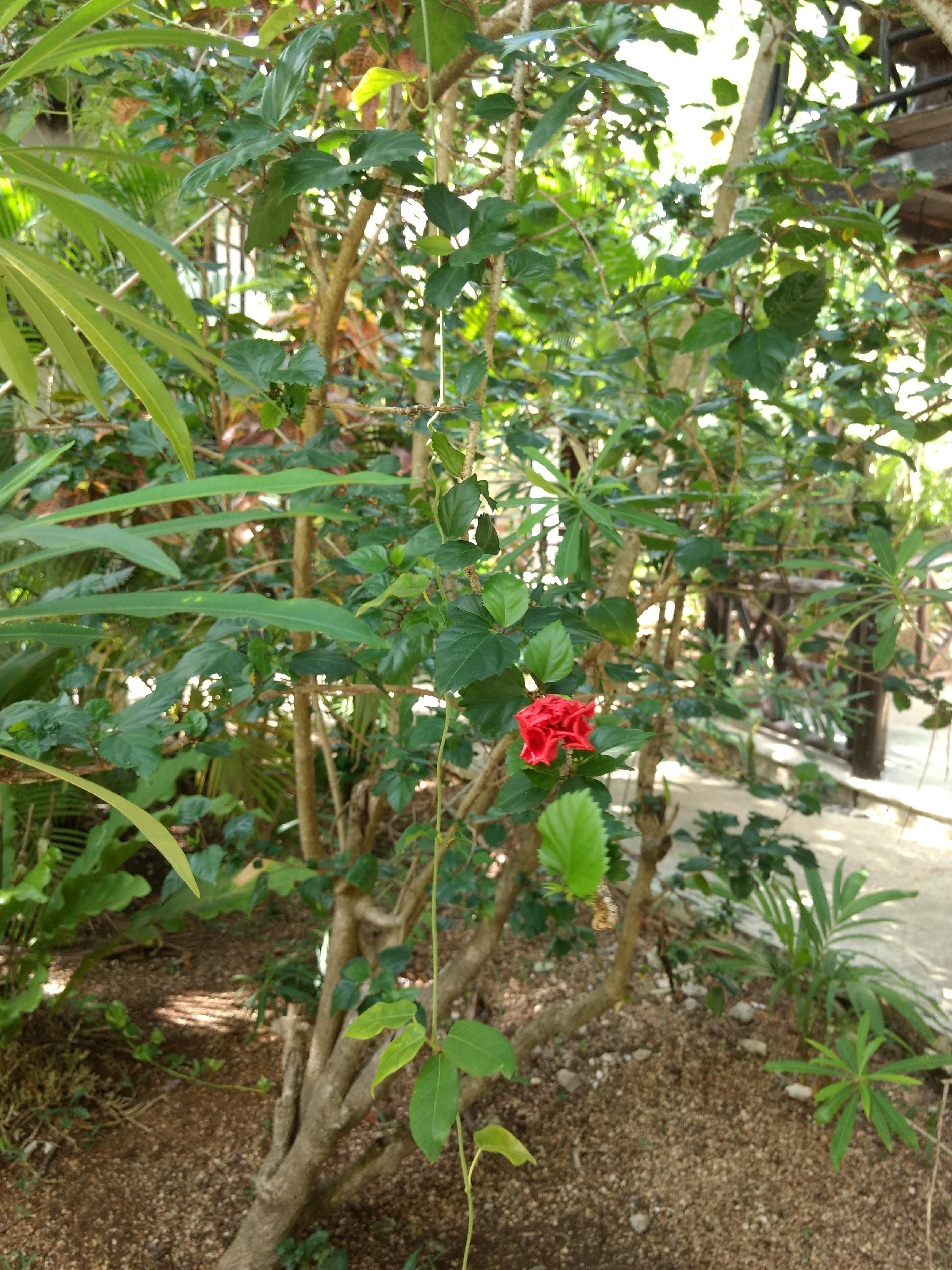 Green Tulum Cabanas & Gardens מראה חיצוני תמונה